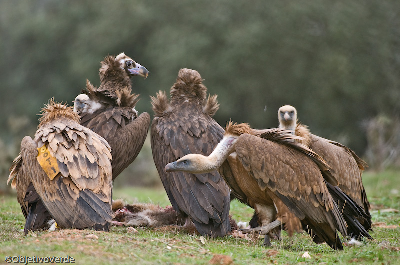 Birds of Extremadura (Spain) TAGGED AND RINGED GRIFFON VULTURES SEEN